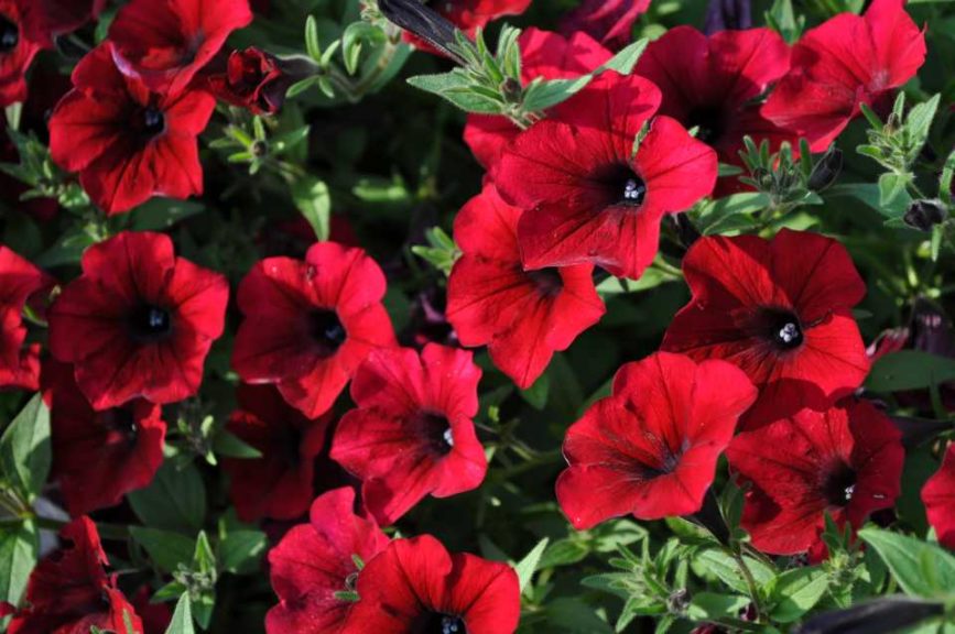 2016 Colorado State University Field Trials 