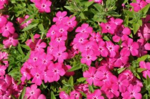 2016 Colorado State University Field Trials 