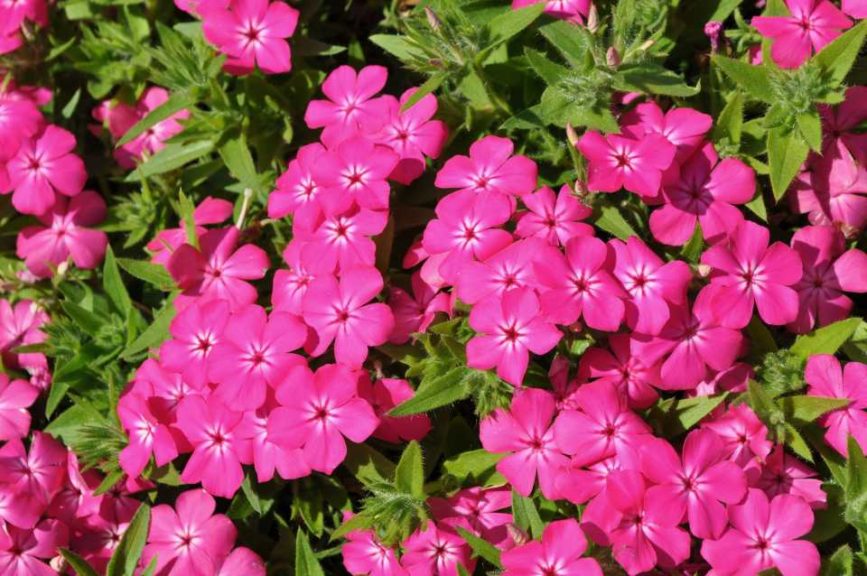 2016 Colorado State University Field Trials 