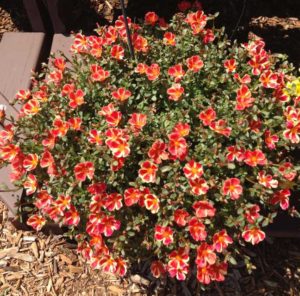 2016 Mast Young Plants Field Trials Results