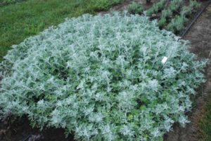 2016 Kansas State University Field Trials