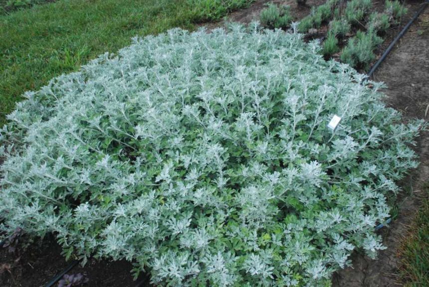 2016 Kansas State University Field Trials