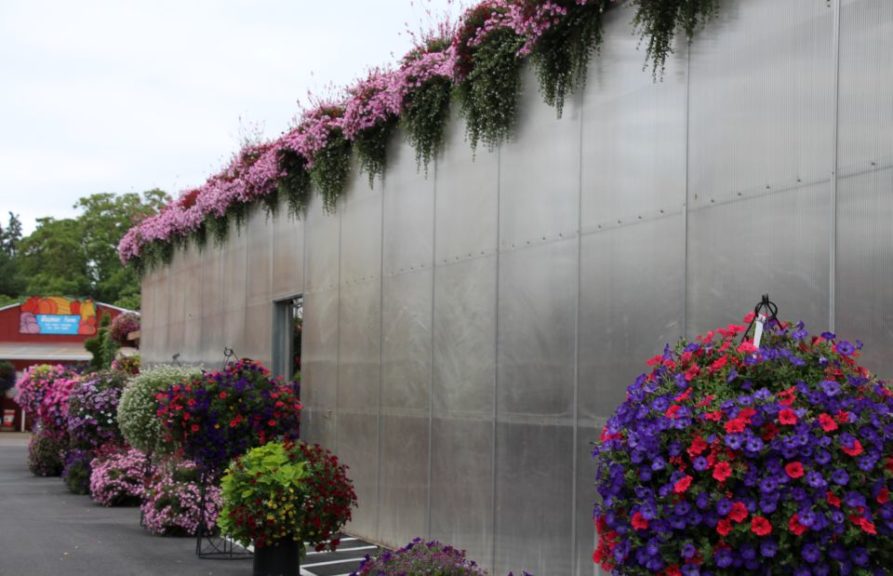 Roof line plantings transform a greenhouse