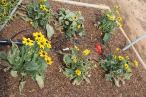 Rudbeckia 'Rising Sun'
