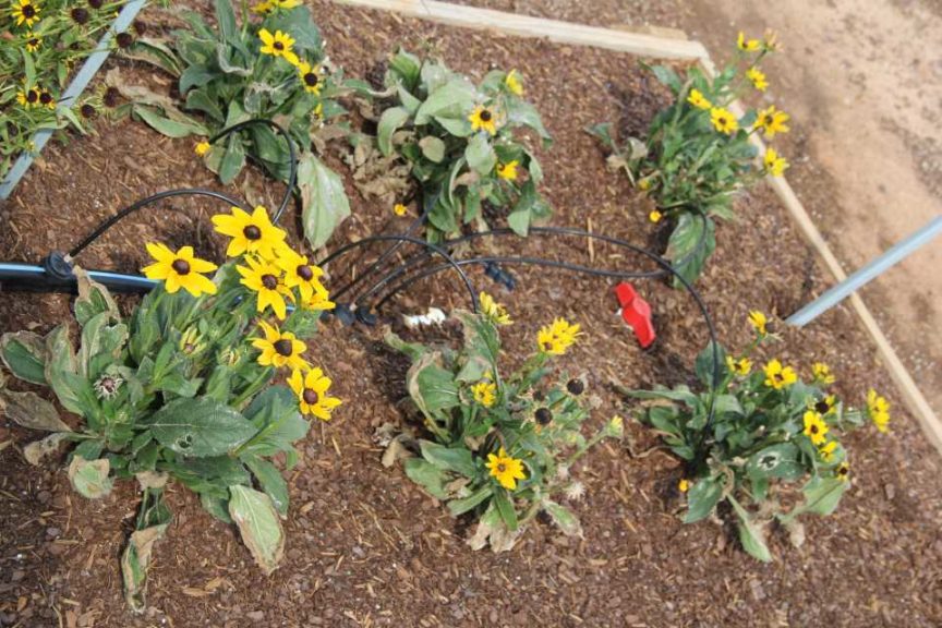 Rudbeckia 'Rising Sun'
