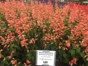 2016 Louisiana State University Field Trials