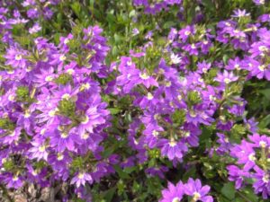 2016 North Carolina State University Field Trials Results