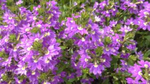 2016 North Carolina State University Field Trials Results