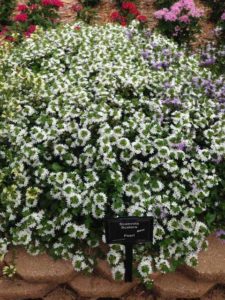 2016 Mast Young Plants Field Trials Results