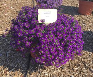 2016 Mast Young Plants Field Trials Results