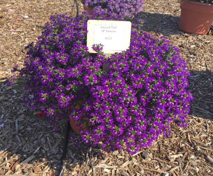 2016 Mast Young Plants Field Trials Results