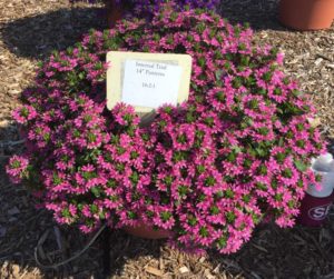 2016 Mast Young Plants Field Trials Results