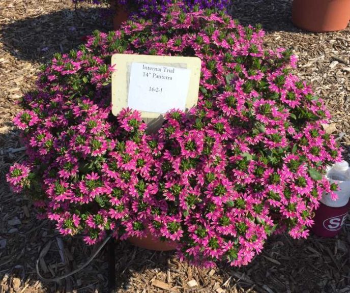 2016 Mast Young Plants Field Trials Results