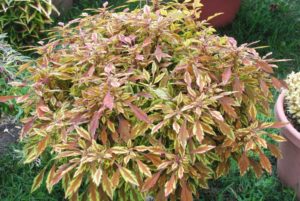 2016 Kansas State University Field Trials