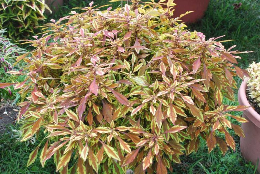 2016 Kansas State University Field Trials