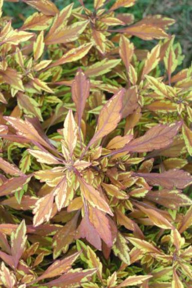 2016 Kansas State University Field Trials