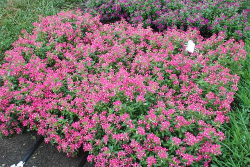 2016 Kansas State University Field Trials