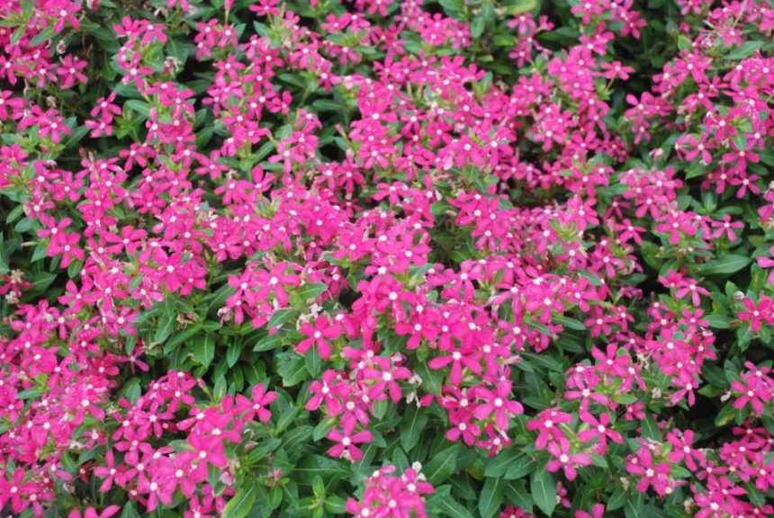 2016 Kansas State University Field Trials