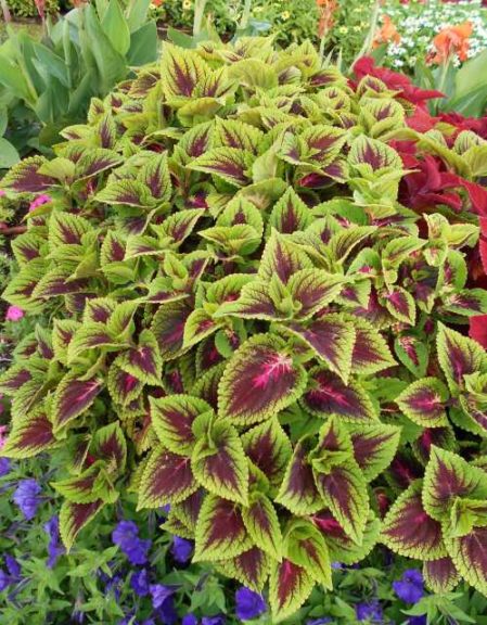 Solenostemon 'French Quarter'