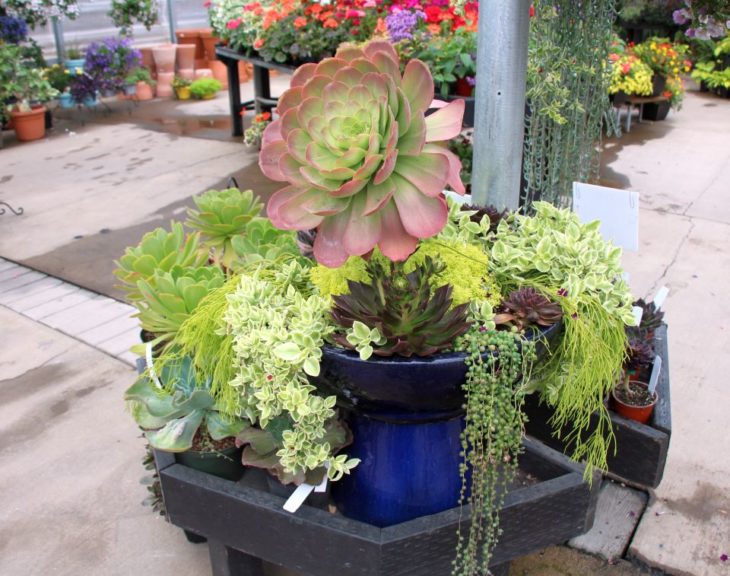 Gorgeous succulent displays