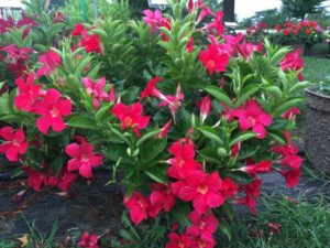 2016 Kansas State University Field Trials