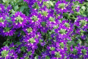 2016 Kansas State University Field Trials