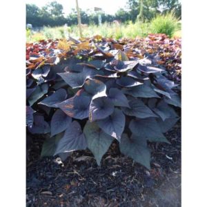 2016 North Carolina State University Field Trials Results