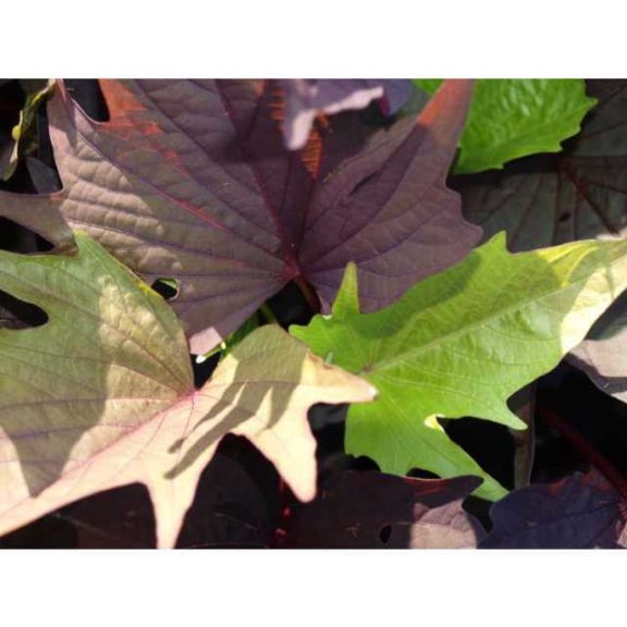 2016 North Carolina State University Field Trials Results