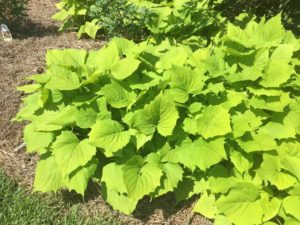 2016 Louisiana State University Field Trials