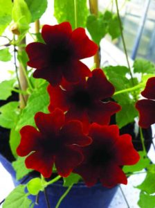 2016 D.S. Cole Growers Field Trials