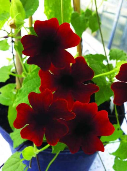 2016 D.S. Cole Growers Field Trials