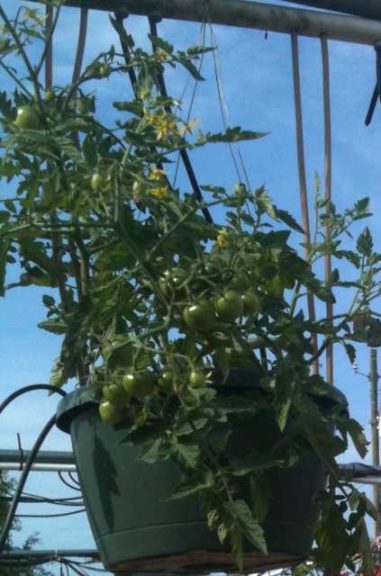 2016 North Carolina State University Field Trials Results