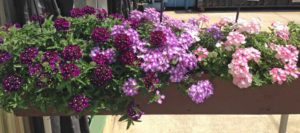 2016 Mast Young Plants Field Trials Results