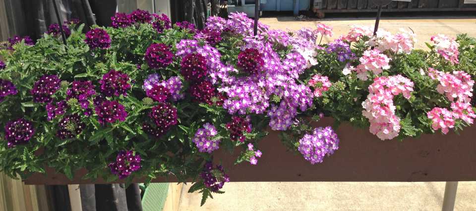 2016 Mast Young Plants Field Trials Results