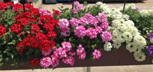 2016 Mast Young Plants Field Trials Results