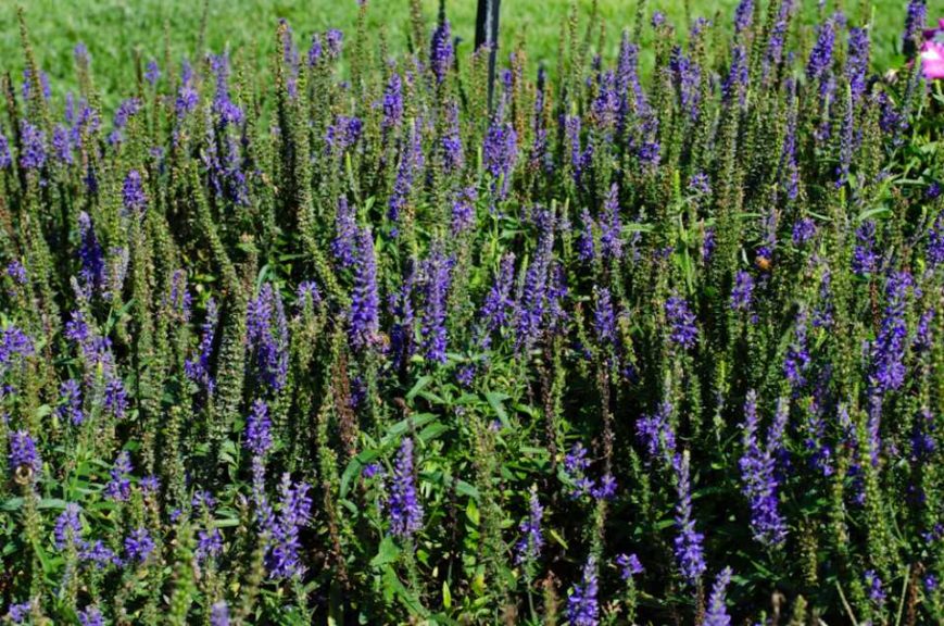 2016 Massachusetts Horticultural Society Field Trials