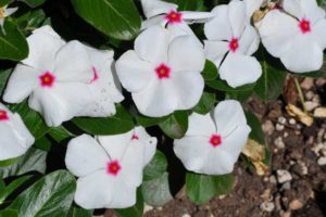 2016 Colorado State University Field Trials 