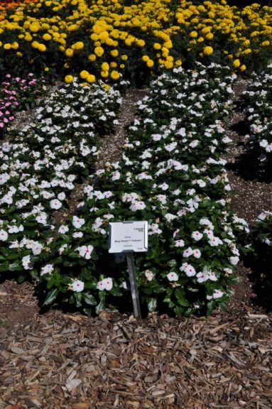 2016 Colorado State University Field Trials 