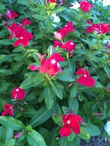 2016 Louisiana State University Field Trials