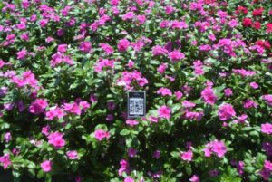 2016 Metrolina Greenhouses Field Trials