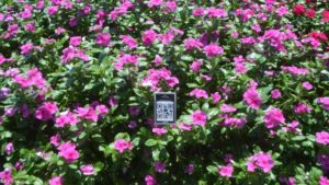 2016 Metrolina Greenhouses Field Trials Results