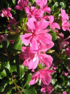 2016 Missouri Botanical Garden Field Trials