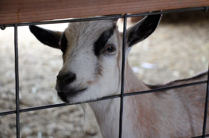 Another animal ready for attention