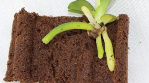 Grow-Tech Patents Plug Designed for Tissue Culture