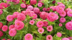 Cornell Floriculture Field Day to Feature New Varieties, Disease Management