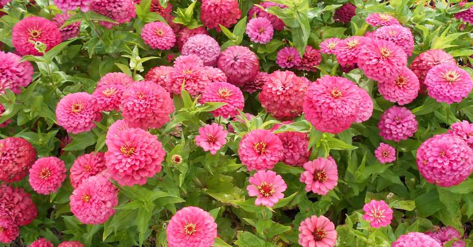 Zinnia elegans 'Solmar Rose'