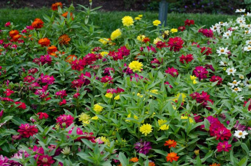 2016 Massachusetts Horticultural Society Field Trials