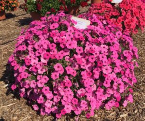 2016 Mast Young Plants Field Trials Results