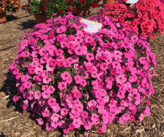 2016 Mast Young Plants Field Trials Results