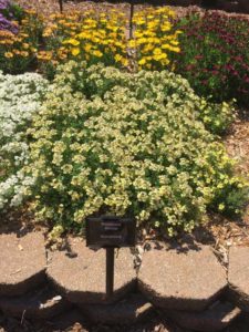 2016 Mast Young Plants Field Trials Results